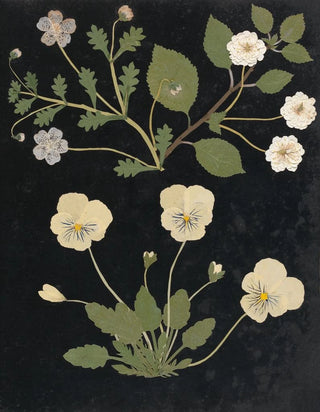 Ellen W - Album of cutpaper flowers Pl11.webp