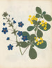 W Album de fleurs en papier découpé pl. 12 - Ellen W. — Ansicht des Kunstwerks