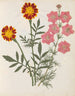Album der Papierblumen ausgeschnitten pl. 17 - Ellen W. — Ansicht des Kunstwerks