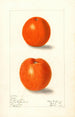 Citrus sinensis Canton - Elsie E. Lower — Ansicht des Kunstwerks