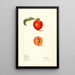 Prunus domestica Bilona - Elsie E. Lower — gerahmtes Bild an der Wand