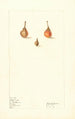 Prunus persica sauvage - Elsie E. Lower — Ansicht des Kunstwerks