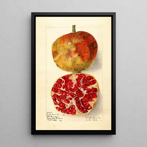 Elsie E Lower - Punica granatum Sweet Green Skinned.webp