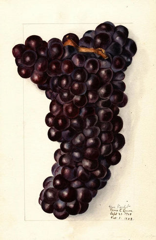 Elsie E Lower - Vitis Gros.webp
