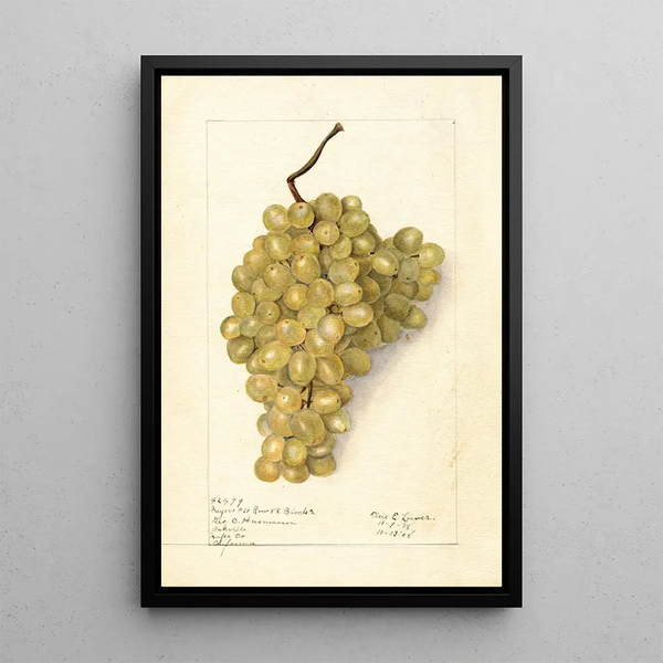 Elsie E Lower - Vitis Meyers No.webp