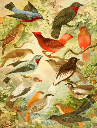 Emil August Gldi - Anambs.webp