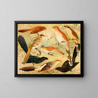 Chinco Saci An Quirir - Emil August Göldi — gerahmtes Bild an der Wand