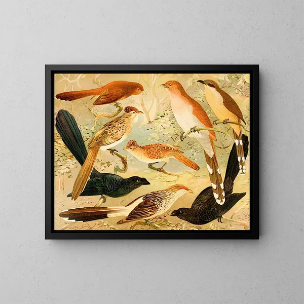 Chinco Saci An Quirir - Emil August Göldi — gerahmtes Bild an der Wand