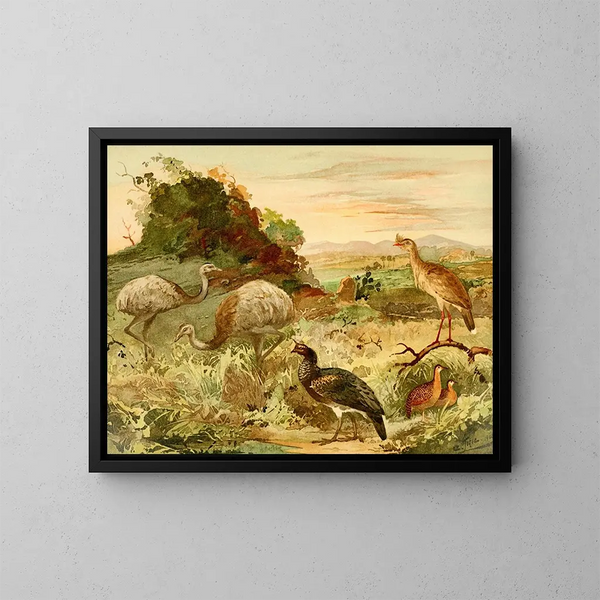 Ema Serima Anhma Perdiz - Emil August Göldi — gerahmtes Bild an der Wand