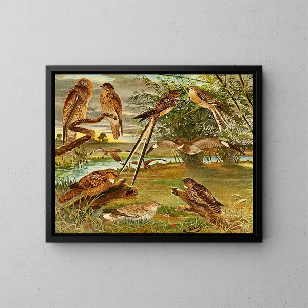 Bacurau, das Weiß der Strände - Emil August Göldi — gerahmtes Bild an der Wand