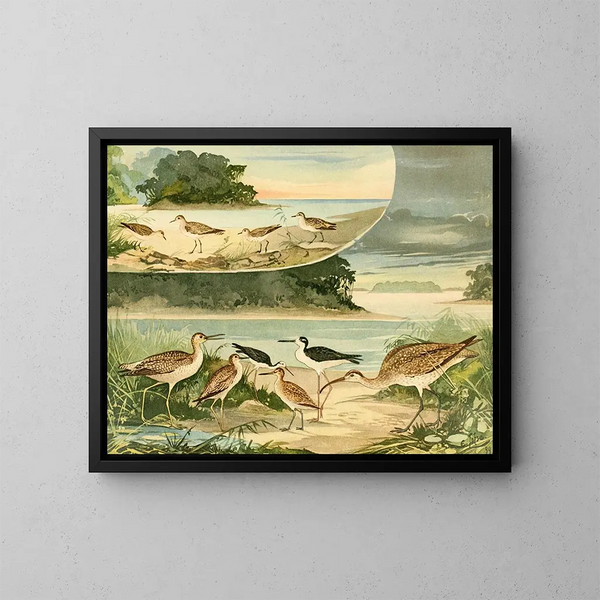 Bécassines und Bécassins - Emil August Göldi — gerahmtes Bild an der Wand