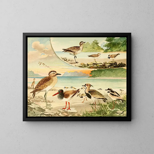Tutu Pirpir Massaricos - Emil August Göldi — gerahmtes Bild an der Wand