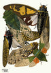 Insekten Pl12 - Émile-Allain Séguy — Ansicht des Kunstwerks