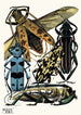 Insekten Pl14 - Émile-Allain Séguy — Ansicht des Kunstwerks