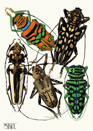 EmileAllain Sguy - Insectes Pl15.webp