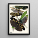 Insekten Pl19 - Émile-Allain Séguy — gerahmtes Bild an der Wand