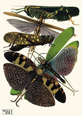 EmileAllain Sguy - Insectes Pl19.webp