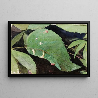 Emma Beach Thayer - White Birch Leaf Edge Caterpillar.webp
