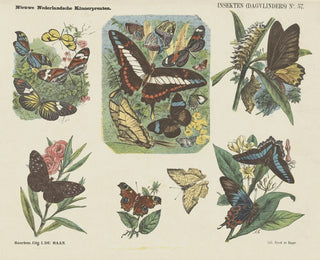 Insekten Schmetterlinge Tag - Emrik Binger — Ansicht des Kunstwerks