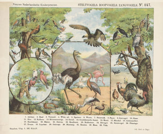 Emrik  Binger - Steltvogels roofvogels zangvogels.webp