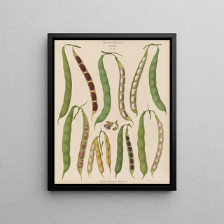 Ernst Benary - Beans Dwarf French Kidney or Snap.webp