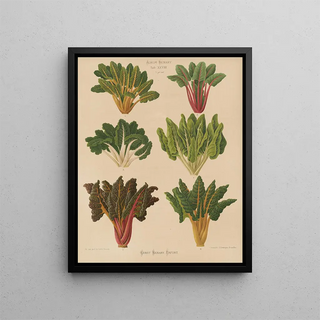 Ernst Benary - Beet or Swiss Chard.webp
