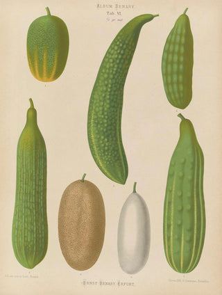 Ernst Benary - Cucumbers.webp