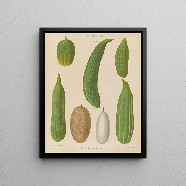 Gurken - Ernst Benary — gerahmtes Bild an der Wand