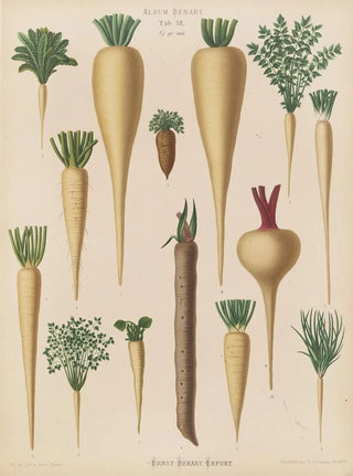 Ernst Benary - Culinary Roots.webp