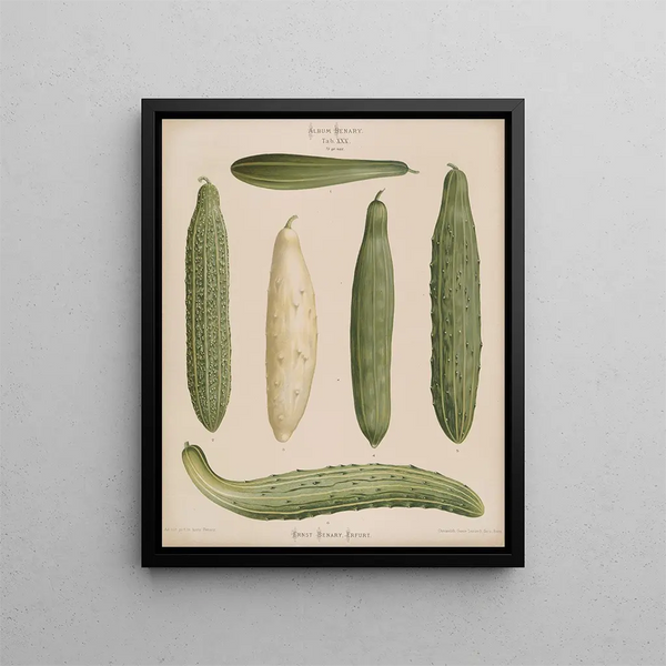 Gurken gerahmt - Ernst Benary — gerahmtes Bild an der Wand