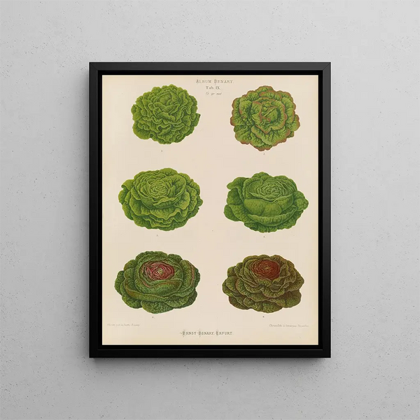 Variétés de laitues de chou - Ernst Benary — gerahmtes Bild an der Wand