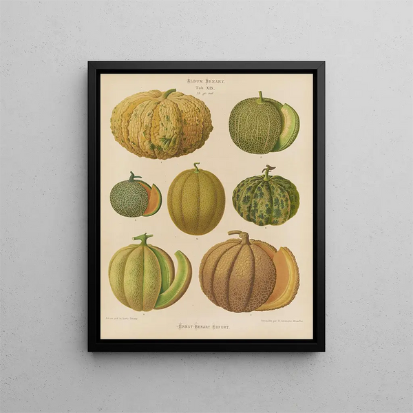 Melonen - Ernst Benary — gerahmtes Bild an der Wand
