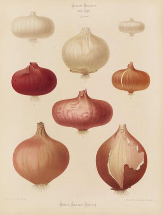 Ernst Benary - Onions.webp
