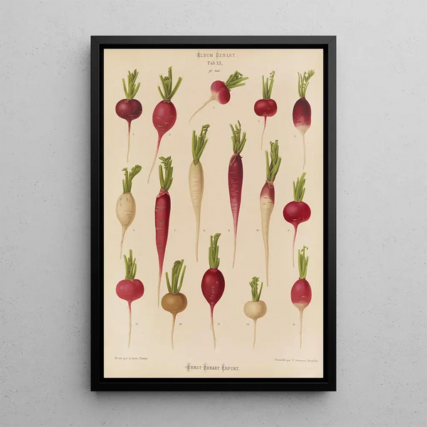 Ernst Benary - Radishes.webp