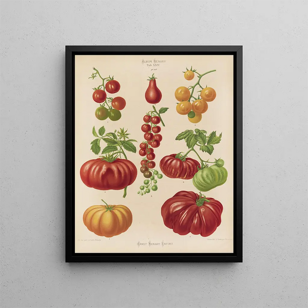 Tomaten oder Liebesäpfel - Ernst Benary — gerahmtes Bild an der Wand
