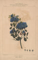 Flore d'Amérique Pl05 - Étienne Denisse — Ansicht des Kunstwerks
