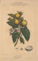 Flore d'Amérique Pl10 - Étienne Denisse — Ansicht des Kunstwerks