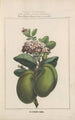 Flore d'Amérique Pl23 - Étienne Denisse — Ansicht des Kunstwerks
