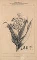 Flore d'Amérique Pl31 - Étienne Denisse — Ansicht des Kunstwerks