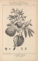 Flore d'Amérique Pl39 - Étienne Denisse — Ansicht des Kunstwerks