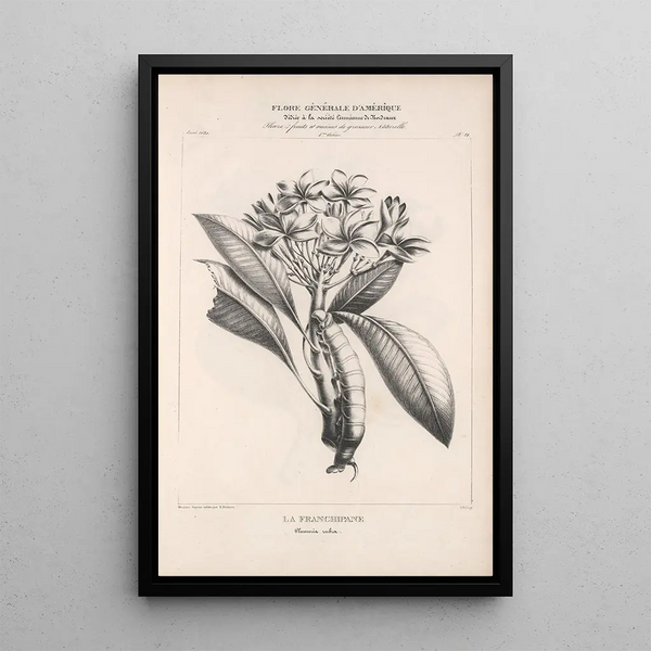 Etienne Denisse - Flore dAmerique Pl45.webp