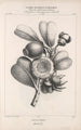 Flore d'Amérique Pl46 - Étienne Denisse — Ansicht des Kunstwerks
