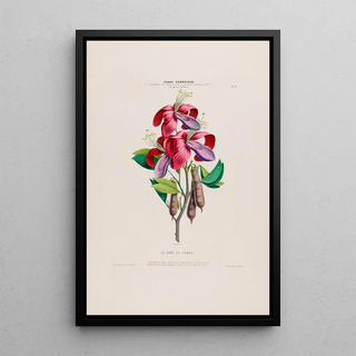 Etienne Denisse - Flore dAmerique dessinee dapres nature sur les lieux Pl006.webp