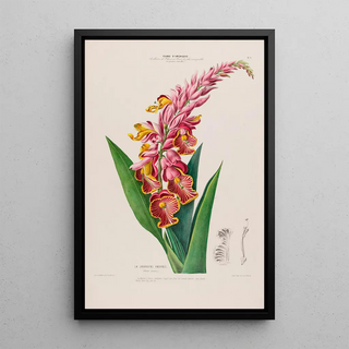 Etienne Denisse - Flore dAmerique dessinee dapres nature sur les lieux Pl009.webp