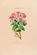 Flore d'Amérique zeichnung nach der Natur vor Ort Pl013 - Étienne Denisse — Ansicht des Kunstwerks