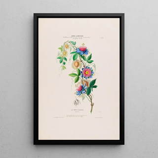 Etienne Denisse - Flore dAmerique dessinee dapres nature sur les lieux Pl015.webp