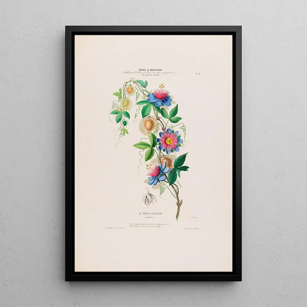 Etienne Denisse - Flore dAmerique dessinee dapres nature sur les lieux Pl015.webp