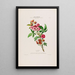 Flore d'Amérique dessinée d'après nature sur les lieux Pl019 - Étienne Denisse — gerahmtes Bild an der Wand