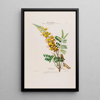 Etienne Denisse - Flore dAmerique dessinee dapres nature sur les lieux Pl021.webp
