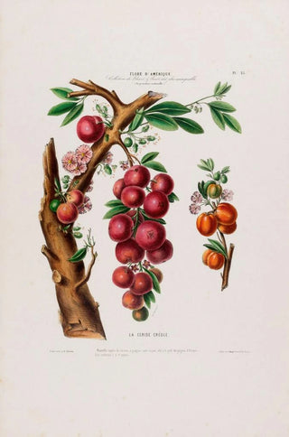 Etienne Denisse - Flore dAmerique dessinee dapres nature sur les lieux Pl025.webp